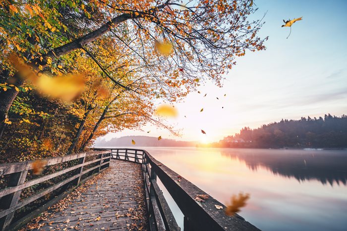 A outdoor boardwalk covered with leaves on a fall day.