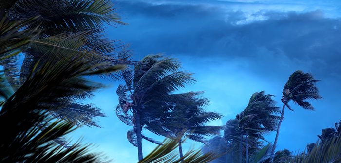 A palm tree sways in hurricane wind gusts at night.