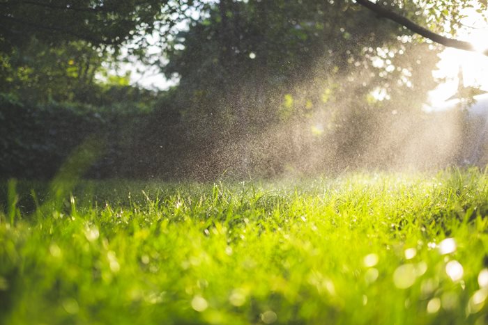 Fresh lawn-mowed grass having sprinkler rain water on it.